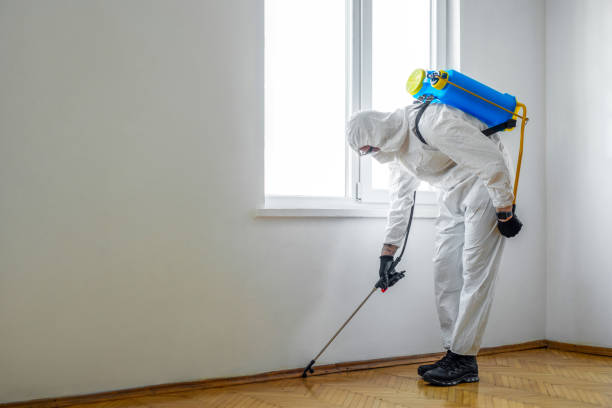 Best Termite Control Services  in Peosta, IA